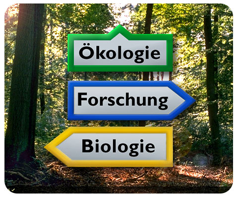 Waldökosystemforschung